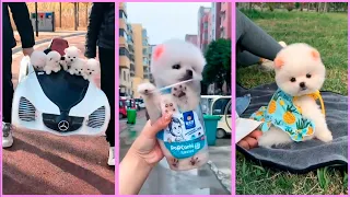 Funny and Cute Pomeranian Videos, Videos de TikTok Part 161