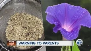 Teens using garden flower to get high