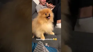 Pomeranian Sneeze Differently 🤭|521|#shorts