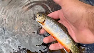 Fly Fishing and Hiking Rocky Mountain National Park | Volume 4