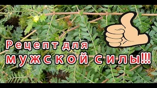 ЯКОРЦЫ СТЕЛЮЩИЕСЯ на Кунжутном масле. Чудодейсвенный рецепт из древности.