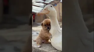 little dog with huge duck | funny animals #shorts #viral #trending #shortvideo @LaLiLu_Land