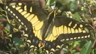 North American Wildlife --- Anise Swallowtail Butterfly