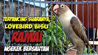 TERPANCING Suara Lovebird Gacor Ngekek Panjang ini, Lovebird DIAM Jadi NGEKEK RAMAI BERSAUTAN