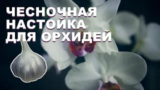 Удобрение для орхидей из чеснока своими руками . Чесночная настойка.