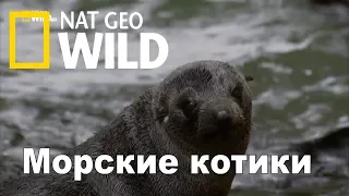 Nat Geo Wild: Морские котики: битва за выживание / Fur Seals. Battle for Suvival