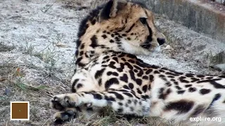 Are These King Cheetahs Pregnant?