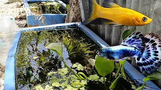 Shaded Outdoor Mini Pond with Healthy Guppies and Mollies