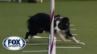 Best of the Agility competition from the 2020 Westminster Kennel Club Dog show | FOX SPORTS