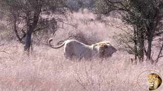 Great News - Casper The White Lion Re-United With Three Brothers