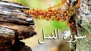 سورة النمل والقصص والعنكبوت والروم-الصوت النّديّ الملائكي سعد الغامدي