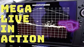 NEW HUMMINBIRD MEGA LIVE!!! (First Experience with it on the Water)