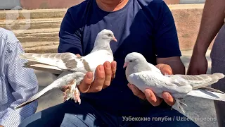 Птичий рынок г. Ташкент - ГОЛУБИ (22.05.2021) / Uzbek Pigeons