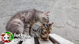 Innocent And Sick Kitten Abandoned But Hugged A New Mom Days Later - Kitten Care | Lucky Paws