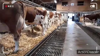 Im Viehhandelsstall