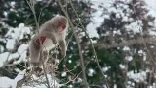 Nature: Snow Monkeys