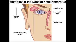 Anatomy & Functions of the Nasolacrimal Apparatus