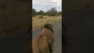 Mouthy lion roars as it passes by safari truck