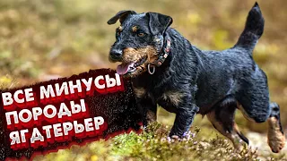 НИКОГДА НЕ заводи Ягдтерьера 😰😰😰//Все минусы этой породы