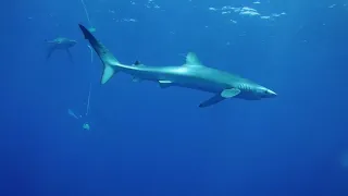 The blue sharks of Condor Bank