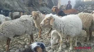 goat and sheep meeting first time in my village ||Animals Earth ||