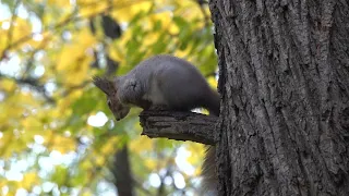 Странное поведение белки. Впервые такое вижу / Strange behavior of a squirrel