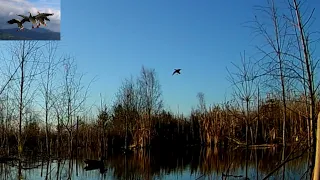 Охота на селезня "Чудо-скрадок", манок №1 Минск