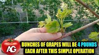 BUNCHES OF GRAPES WILL BE 4 POUNDS EACH AFTER THIS SIMPLE OPERATION