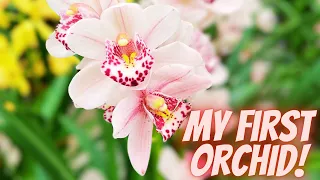 My First Orchid | Easy Orchid Care | Essential Orchid Care Tips Beginners