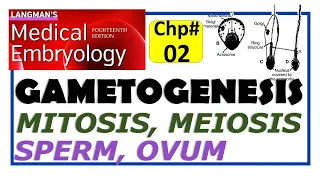 Langman Chapter#2 | Gametogenesis | Male and Female Gametes | Mitosis | Meiosis | Embryology