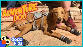Brave Dog Loves To Climb Cliffs, But She’s Afraid Of Water! | Adventure Animals | Dodo Kids