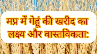 गेहूं की खरीद का लक्ष्य और वास्तविकता: मध्य प्रदेश सरकार ने 80 लाख टन खरीद का लक्ष्य रखा