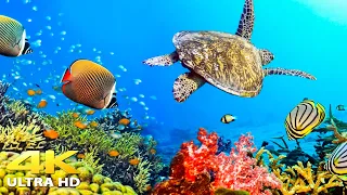 11 HRS of 4K Turtle Paradise - Undersea Nature Relaxation Film + Piano Music by Life Relaxation