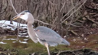 Great Blue Heron struggles to swallow huge fish whole!