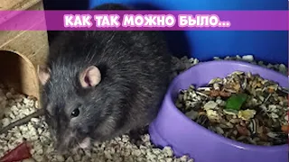 МОИ ОШИБКИ СОДЕРЖАНИЯ КРЫС || Уход за грызунами