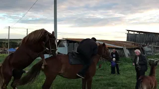 Хватит всем 🤣🤣🤣жеребец кобыла всадник 🤣