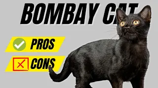 Bombay Cat Ultimate Guide - Pros and Cons