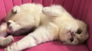 Наша самая красивая булочка😻😻😻 #catvideos #cat #music #котики #love #котик #коты #world #кот