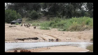 WILD DOGS deal with LEOPARD, HYENA and a LIONESS!