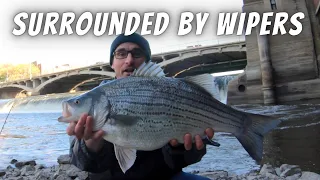 Surrounded By Wipers...And They're All Huge! (Spillway Fishing for Hybrid Stripers and White Bass)