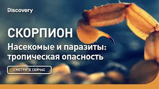 Скорпион | Насекомые и паразиты: тропическая опасность | Discovery