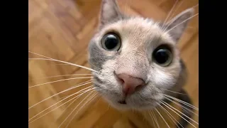 Funny cats and fish. Смешные кошки. Кошка и рыбка.