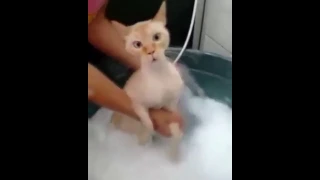 Cat likes to bathe - Котик любит мыться