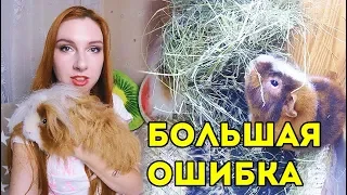 Это ОШИБКА многих СВИНКОВОДОВ! СЕНО ЕСТЬ И ЕГО ДОЛЖНЫ ЕСТЬ