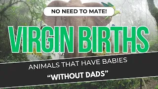 Animals virgin births - 8 Animals That can have babies without the need to mate"