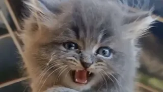 BEST FUNNY CATS COMPILATION 2022😂|  OMG❤️So Cute and Funny Cat Videos!