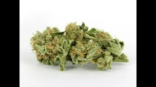 Killer Green Bud Strain Review Featuring King’s Garden in Long Beach, California