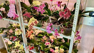 новые орхидеи ПЛОХИЕ НОВОСТИ и хорошая