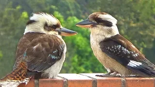 Laughing Kookaburra Takes a Bath and Laughs (w Music)