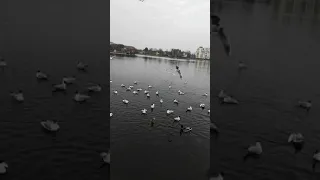 Кормим чаек🕊️, уток🦆 и лебедей🦢 город Калининград. Верхний пруд 🌊